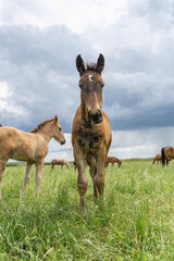 Fototapeta premium Horse breed 