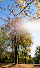 Fototapeta premium sunlight in the autumn