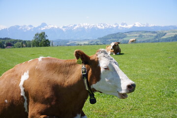Fototapeta na wymiar Braune Kuh auf Wiese mit Bergen als Hintergrund