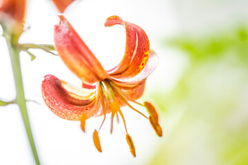 Garten, Pflanzen, Bienen, Blumen, Insekten und mehr © BerndVollmer
