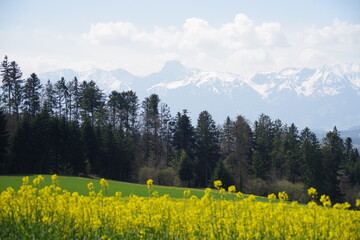 Rapsfeld mit Wald und Bergen im Hintergrund