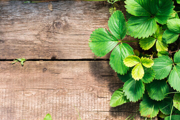 Natural background. Green strawberry leaves grow next to old planks. Gardening. Place for text
