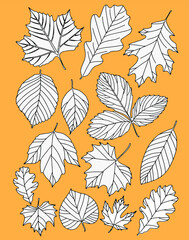 Obraz premium Autumn leaves are painted black on a yellow background. White with black outline. Vector