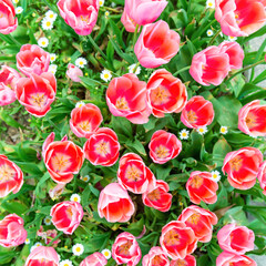 Red tulips flowers, spring field of flowers