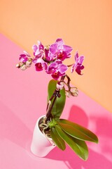 colourful houseplant dwarf orchid, Phalaenopsis sp., violet and lilac decorative flowers on stem on orange colorful free space surface, studio shot postcard