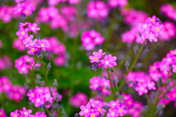 Blurred background. Out of focus. Blooming perennial flowers in the meadow.