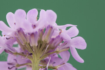 Iberis ciliata subs contracta candytuft plant with umbels of small purple or pink flowers with...