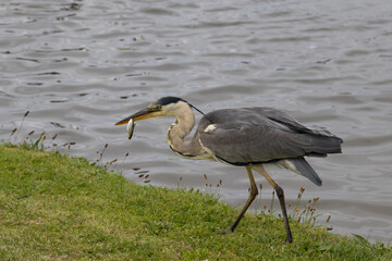 Grey heron with a small fish in its beak walking along a grassy canal bank in Bude, Cornwall.
