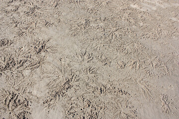 ghost crab, trail, footprint