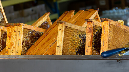 Honey collection, honeycombs in beekeepers' workshop