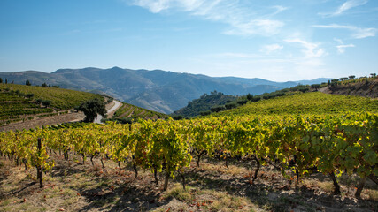 Panoramic large area of land planted with vines.