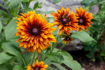 Close-up landscaped view of bright red, orange and yellow double-blooming rudbeckia hirta flower blossoms in a sunny summer ornamental rock garden