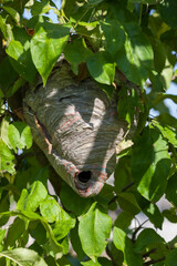 wasp hive made by wasps
