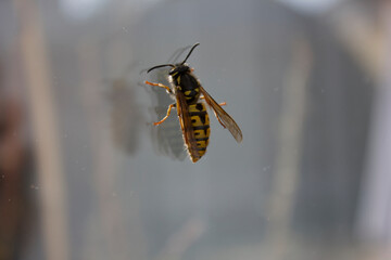 Wasp on the window