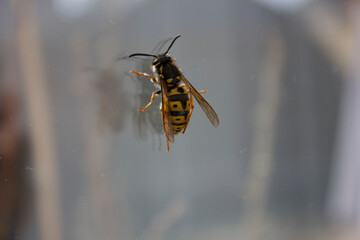 Wasp on the window