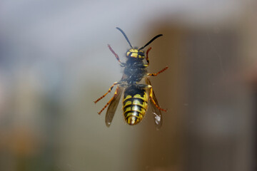 Wasp on the other side