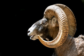 side view profile of a bighorn sheep