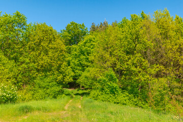 landscape with trees