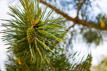 A green natural background with close-up view of a branch of pine flowering on sunny day in Siberia, Russia