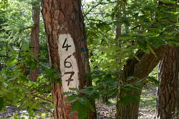 wanderwegmarkierungen an einem baumstamm im wald