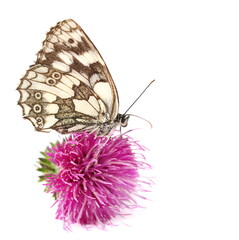 Chess Board Butterfly insect on burdock flower isolated on white background, side view