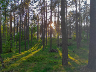 Fototapeta premium forest 