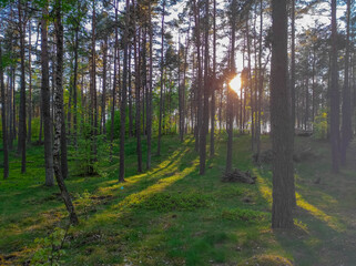 Obraz premium sunset of forest