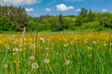 Obraz premium field of dandelions