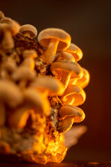 natural growing shiitake mushroom on background