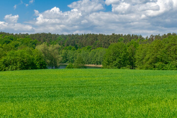 field with blue sky