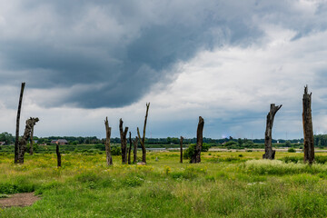 Woodhenge a tree circle in the Netherlands consisting of fifteen fossil forest mowers and arranged  in such a way that they mark special days
