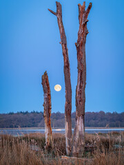 Full moon between trees, End of night, dawn during full moon above lake with reflection and forest, moon through dead tree trunks branches and grass foreground