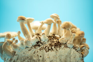 natural growing shiitake mushroom on background