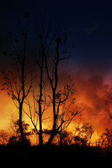 silhouette of trees burning.forest at night   