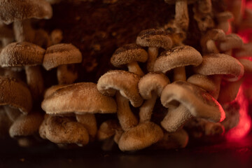 mushrooms  growing fruity shiitake