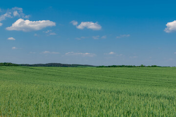 Obraz premium green field and blue sky
