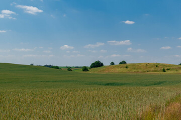 Obraz premium wheat field and sky