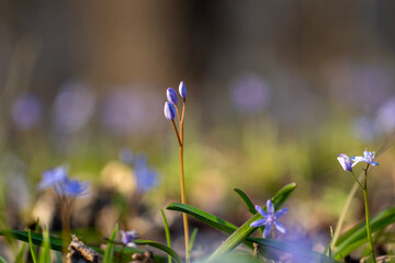 spring in the forest - Scilla bifolia, the alpine squill or two-leaf squil