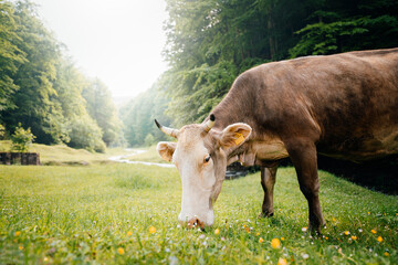 cow grazing on the meadow
