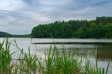 lake in the forest