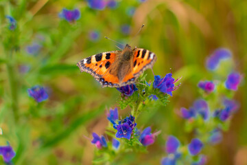 butterfly on flower