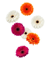 Falling Gerbera, daisy flower, isolated on white background, clipping path, full depth of field