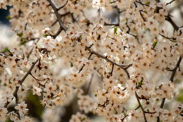 blossoming mirabelle plum branches