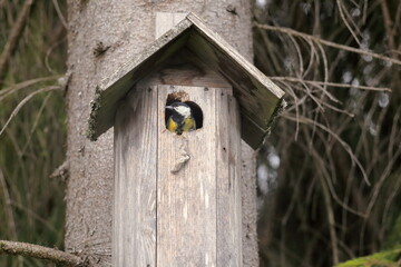 Yellow tit in the birdhouse