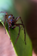 spider on leaf