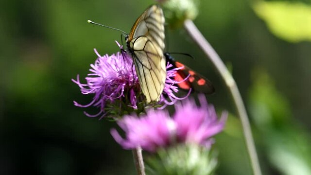 una bella farfalla mentre si nutre della pianta su cui si trova