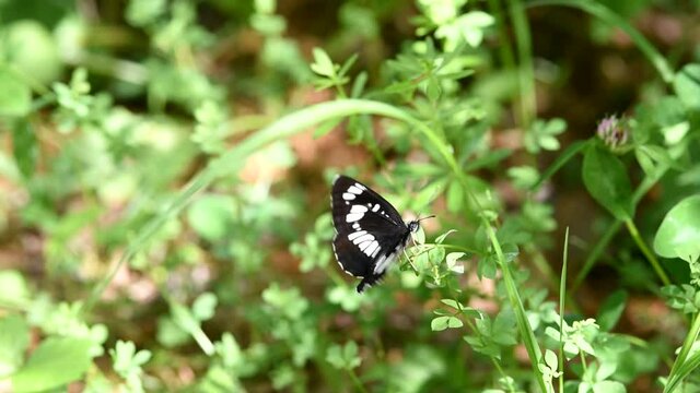 una bella farfalla mentre si nutre della pianta su cui si trova