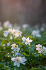 spring in the forest