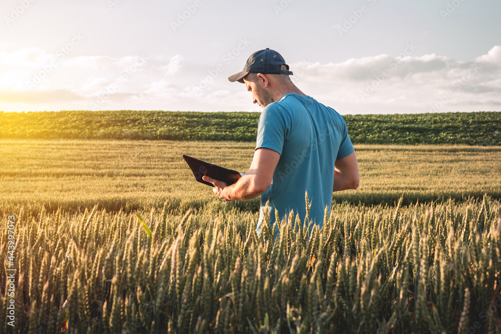 Wall mural farmer agronomist in a wheat field. man with folder and phone in an agricultural field