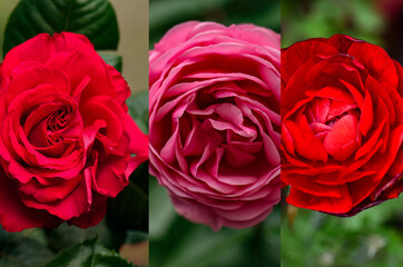 set of three bright roses